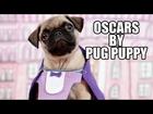 Oscars by Pug Puppy 2015 (Best Picture Nominees)