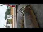 Brazil - Incredible 10m giant anaconda snake caught