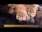 Cheetah Cubs get Companion Dog in Nursery - Cincinnati Zoo