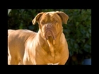 Top 10 Strongest Dog In The World