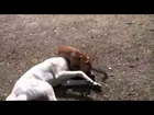 Small dog vs big dog