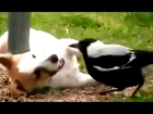 Dog & Bird Best Friends