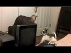Funny Cats Vs Funny Dogs Compilation 2014
