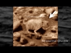 Prairie Dog Found On Mars?