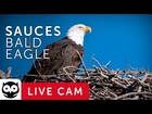 Sauces Bald Eagle - Channel Islands National Park Cams powered by EXPLORE.org