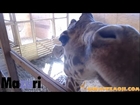 APRIL GIRAFFE LIVE CHAT AND MUSIC: Animal Adventure Park Giraffe Cam - APRIL GIRAFFE GIVING BIRTH!