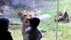 Lion tries to eat Kids while playing