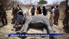 Elephants in Chad outfitted with GPS collars