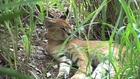 Cougar & Caracal/Serval Hybrid Rescued! - Sanctuary Closes