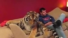 Jonas the Tiger hanging out with his owners