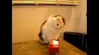 Very Confused Cat - Funny Cats Reaction