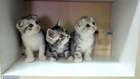 Adorable kittens moving their heads in sync