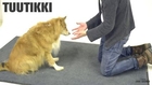 Watching These Dogs Confused By A Magic Trick Is Hilariously Cute: Part 2