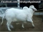 Jamal Cattle Farm Bull Nukra White Daimond