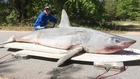 World Record Catch: Fisherman Snares 800lb Shark