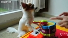 Ultimate Funny Animals Compilation 2014 [NEW] - cute and funny animal videos