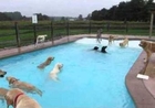 Lucky Dogs Delight in Swimming Pool Dip