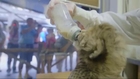 Raw: San Diego Zoo Welcomes Cheetah Cubs