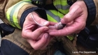 Firefighters Save Hamsters From Burning Building