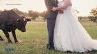 Aggressive Bull Interrupts Wedding Photos