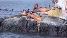 Sea Lion With Gaff Through Shoulder Rescued By SeaWorld Staffers