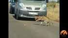 dangerous fight between lion and snake