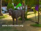 Neapolitan Mastiff - Top Pet Dogs in India
