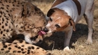 Rescue Dog Kisses Cute Cheetah