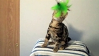 American Shorthair Classic Tabby Kittens For Sale- CFA Registered