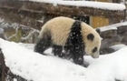İlk kez kar gören panda