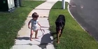 lol Babies Taking Dogs For A Walk Compilation 2015