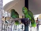 These Parrots Argue Like An Old Married Couple