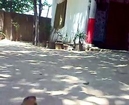 Danger Snake Amazing Video