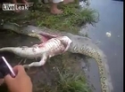 Big snake is cut open alive an find crocodile