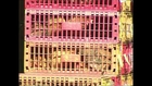 15.000 pollos sacrificados en Hong Kong