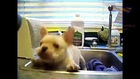 Dogs And Cats Hate Hair Dryers   Funny Animal Compilation