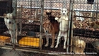 Canines Meant For Dog-Meat In South Korea Reach US