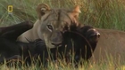 Tthe Last Lioness - Hunt for a Mate [Nature/Wildlife Documentary]