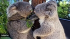 Photo Of Young Koalas 'Kissing' In Sydney Zoo Goes Viral