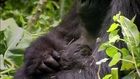 PBS NATURE- The Gorilla King