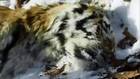 Pbs Nature- Siberian- Tiger Quest