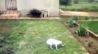 small dog playing with snake amazing video clip
