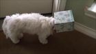 Dog with tissue box on his head - Casey the dog