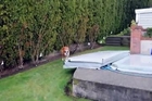 Bald Eagle attacks Dog in backyard