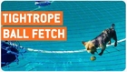 Dog Fetches Ball In Pool | Canine Tightrope Walk