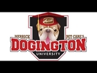 Merrick Pet Care's Dogington University Treats n' Training: Rescue Dogs