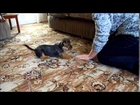 Yorkshire Terrier, Rolo's Tricks at 4 Months Old, Yorkshire Terrier Puppy, Chanel Bridget